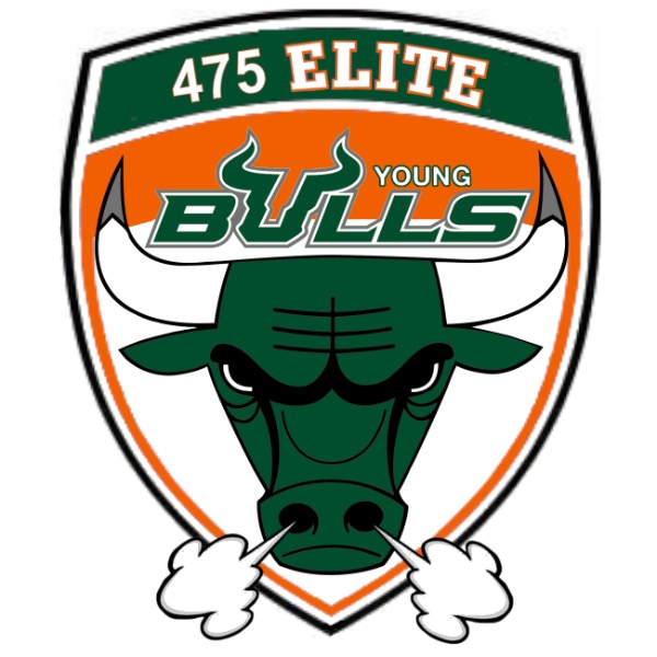 475 Young Bulls