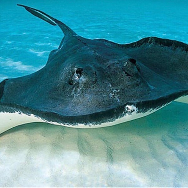 Atlantic  Stingrays 8U